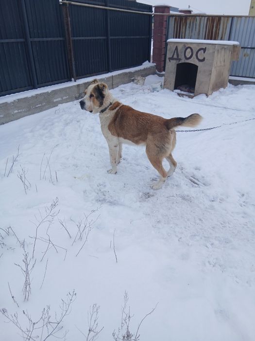 Ит сатылады линиясы мыкты