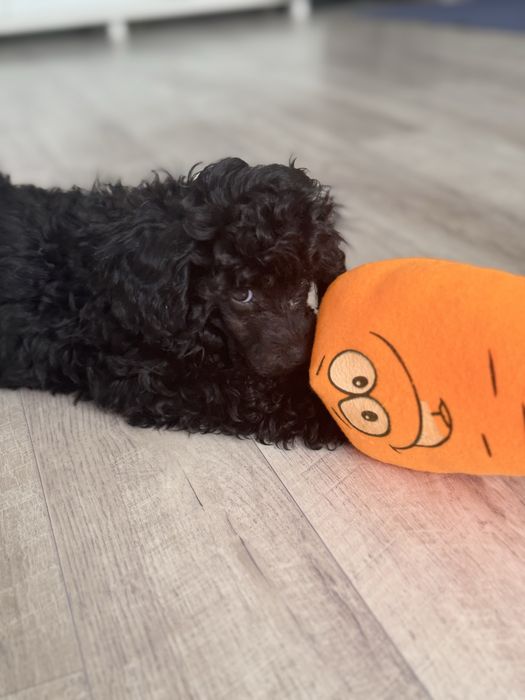 Той-пудель, девочка