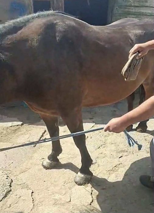 Vând iapa semi grea