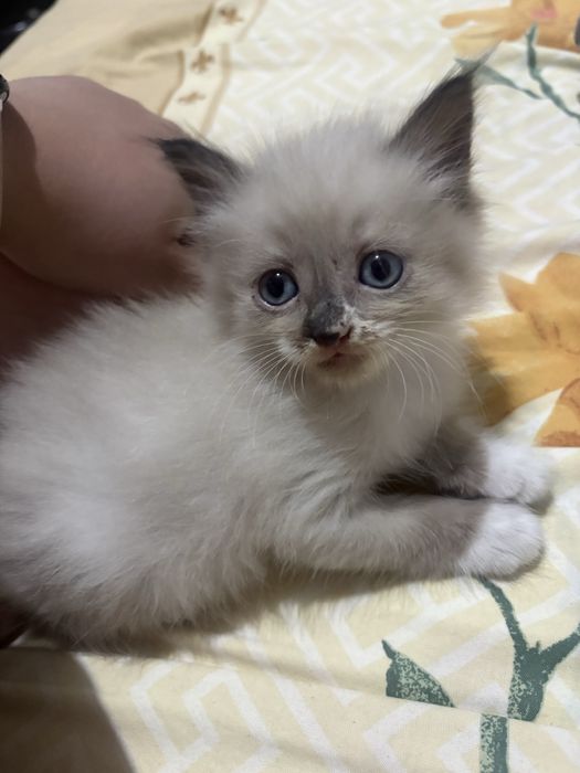 Отдам котенка в добрые руки