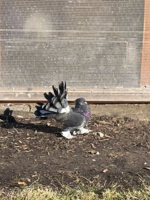 Vand 2 masculi voltat indian