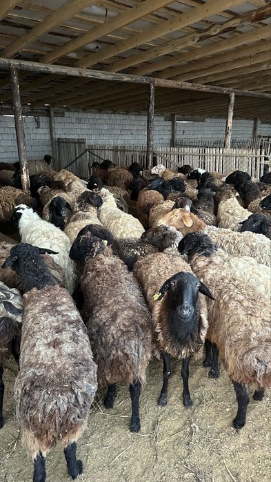 Саулық қойлар.