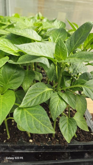 Продам раннюю рассаду