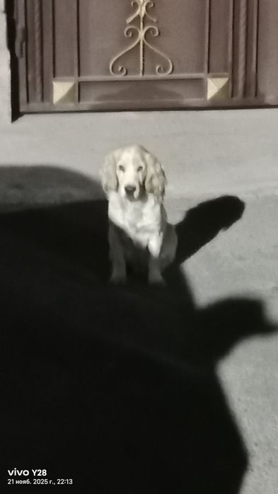 Продам щенков ..