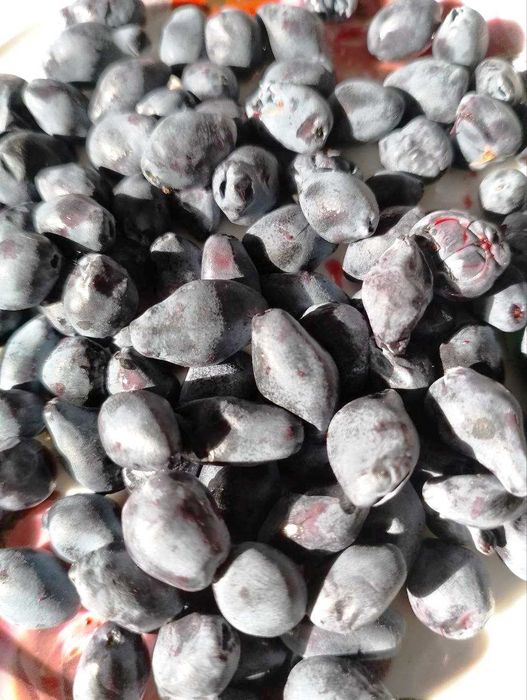 Жимолость Принцессе Диане.