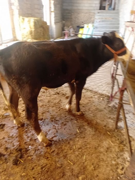 Molcha sotiladi 19milion yana kami bor