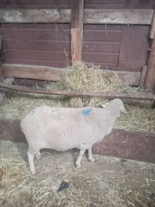Продам баранов...