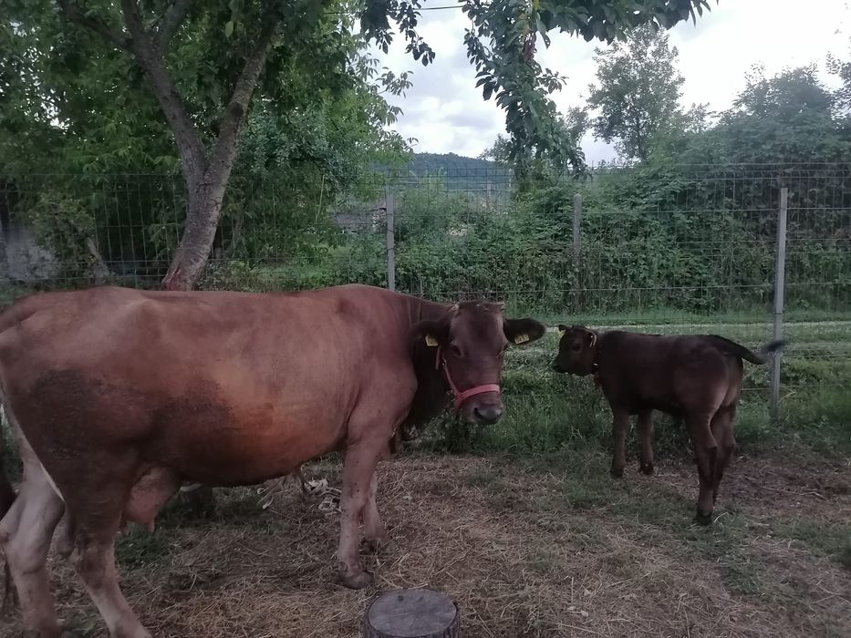 Vând vacă și vițel