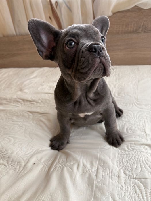 Френски булдог Blu tan