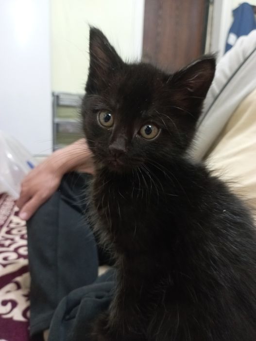 Котята, бала пышыклар, бесплатно