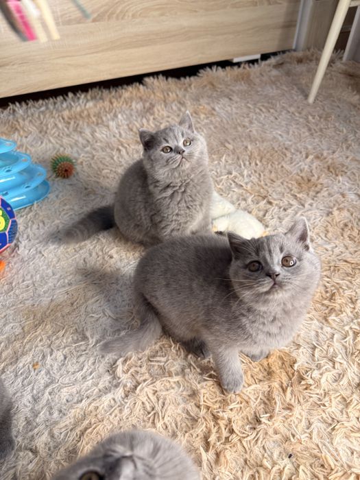 Продаются элитные котята