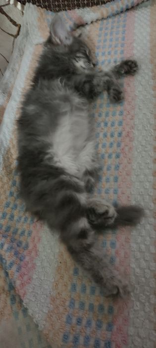 Котенок  пушистый