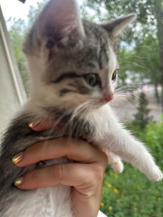 Котик ищет родителей