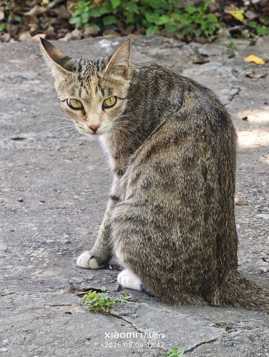 Много котят в хорошие руки.