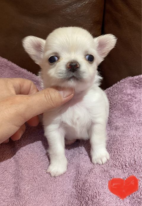 Чихуахуа, мальчик длинношерстный