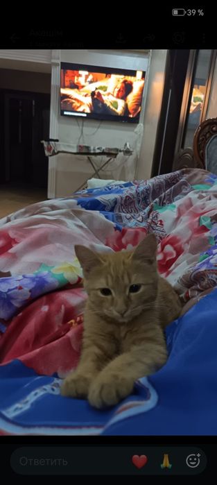 Даром отдам котенка