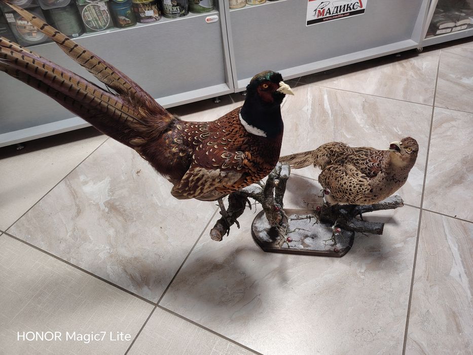 Препариран  трофей за декорация