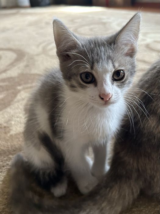 Отдам котят в добрые руки