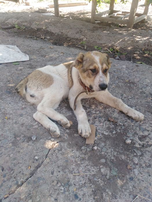 Алабай 6 месяцов, имеется паспорта, прививки сделаны  продаётся