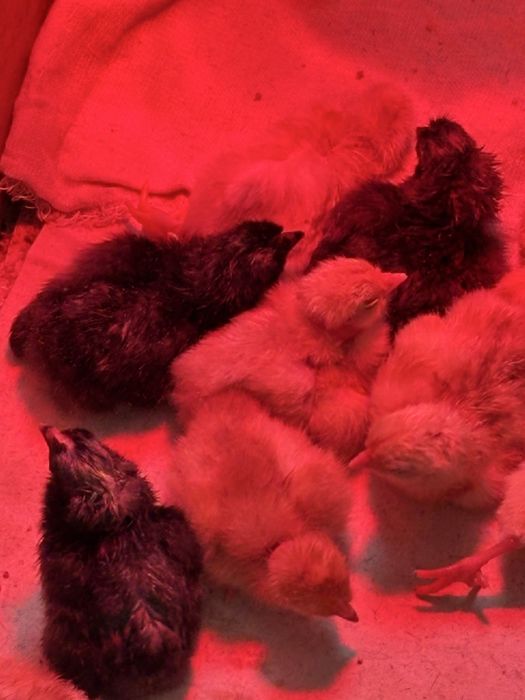 Цыплята разных пород