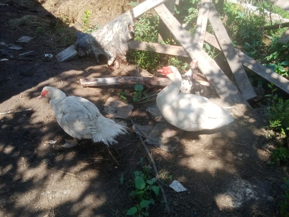 Продам индоутки.