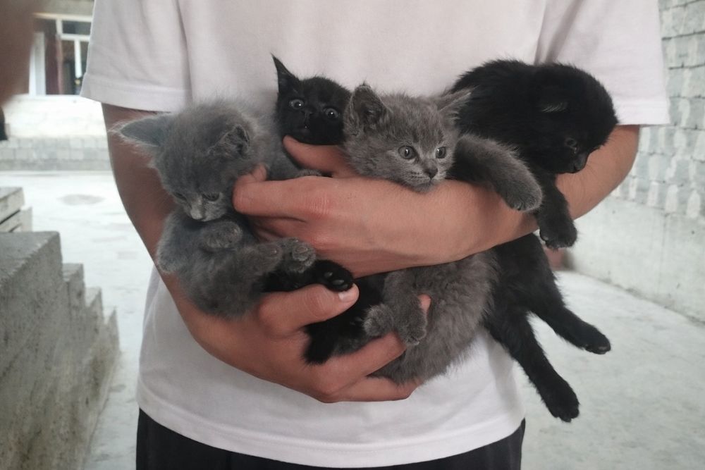 Shatlan mushuk bolalari