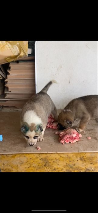 Алабай сатылады бағасы келісеміз