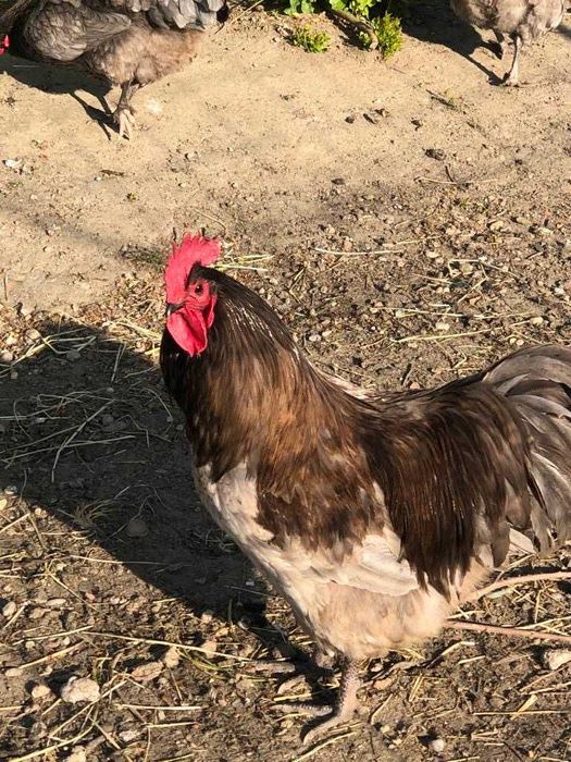 Vand oua de incubat Australorp