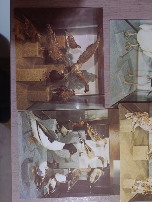 Пощенски и музейни картички, в перфектно състояние.