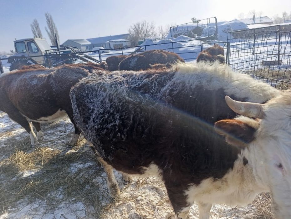 Семиз сиыр сатылады