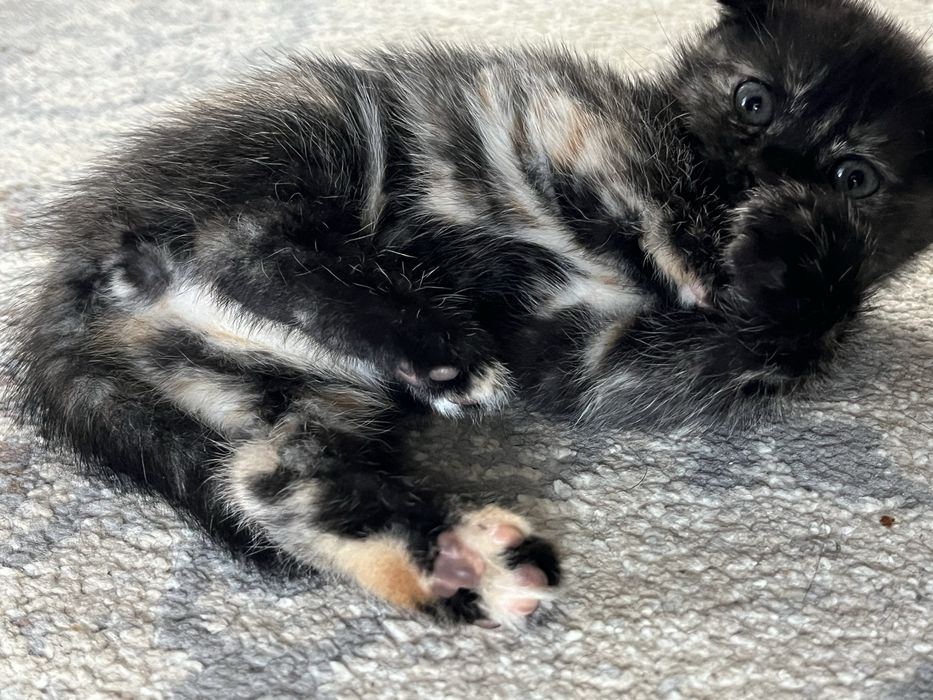 Отдам кошечку в добрые руки