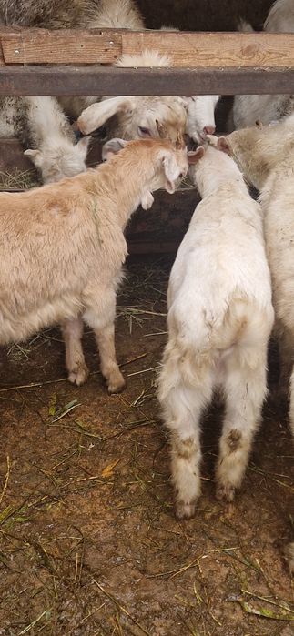 Заеен ешкі лактары сатылады