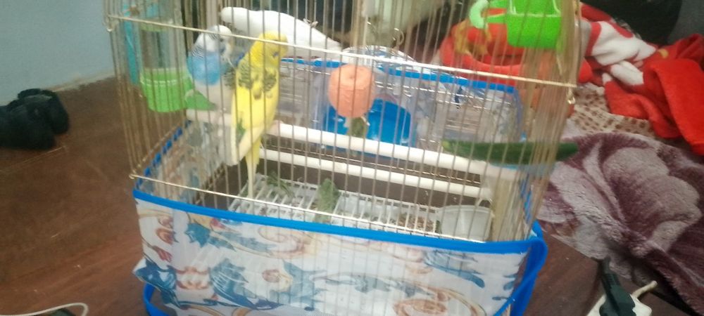 Продаю попугай хороший