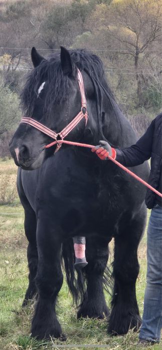 Armasar pentru monta