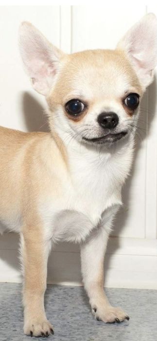 Продам чихуахуа девочка