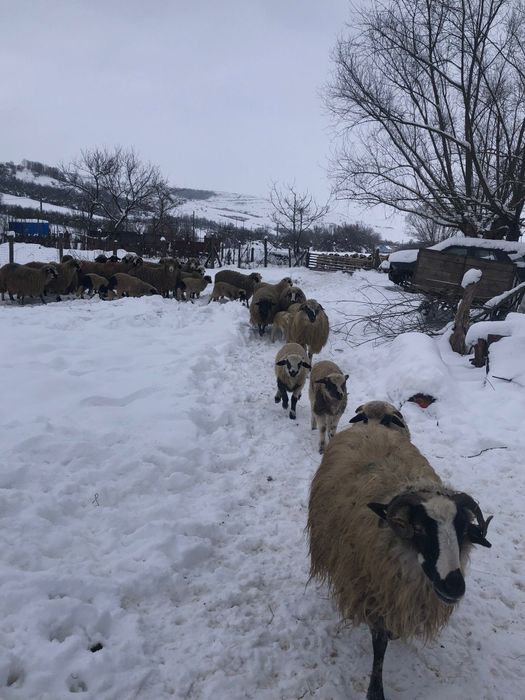 Vând oi breze cu miei  și  deafata
