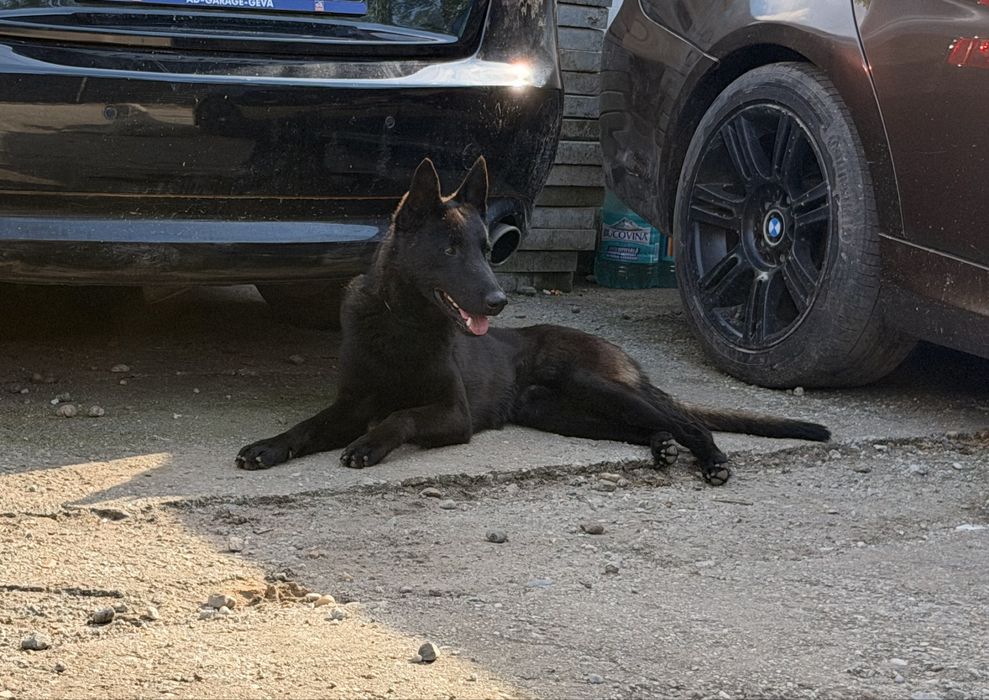 Pui ciobanesc malinois, lup belgian carbone