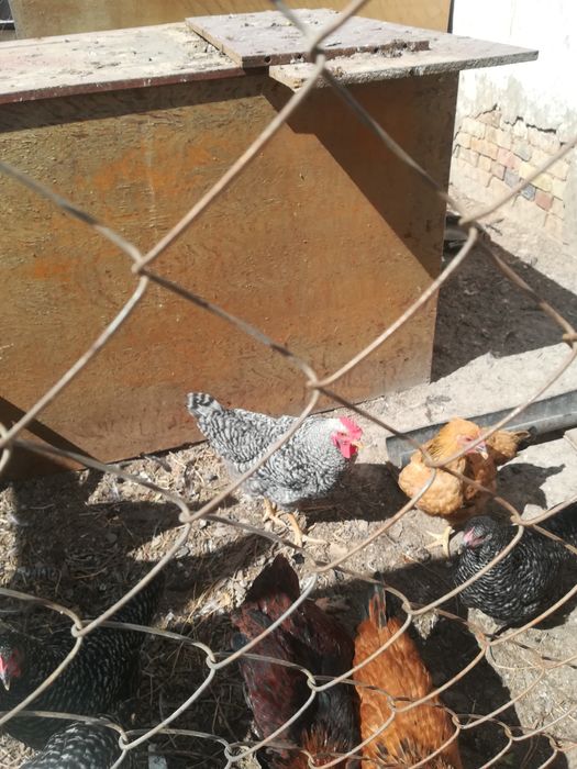 Продам петухи разной пароды