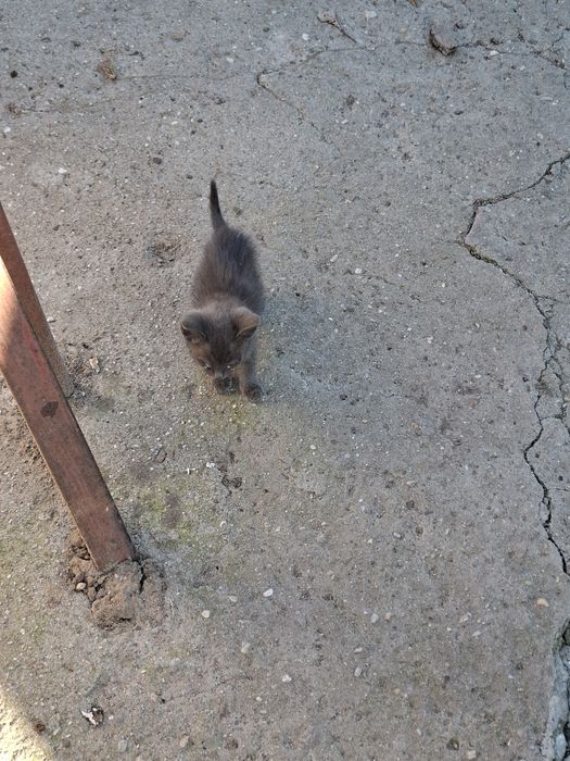 3 pisicei draguti cauta stapan