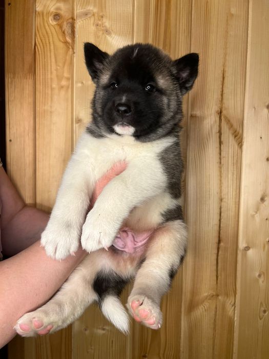 Американская Акита