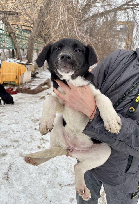 Отдадим щенят в добрые руки