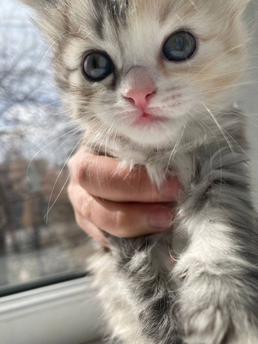 Отдам котят в добрые руки