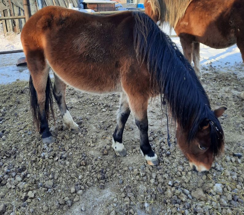 5 голов. По 650.