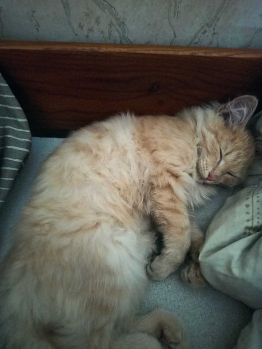 Пропал рыжий котенок!