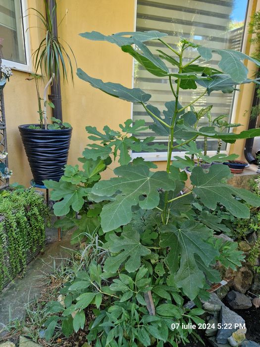 Dieffenbachia,Yucca,Palmier curmal,Tuia,Smochin