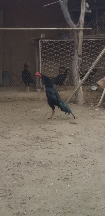 8 ойлик зоти таен шаму