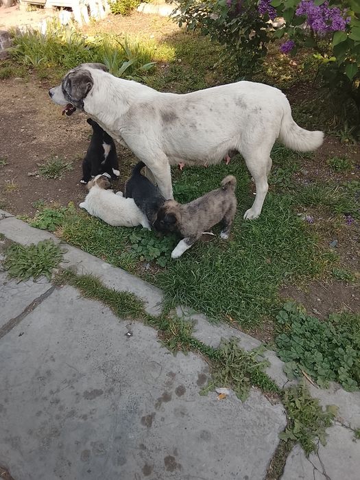 Donez catei rasa comuna