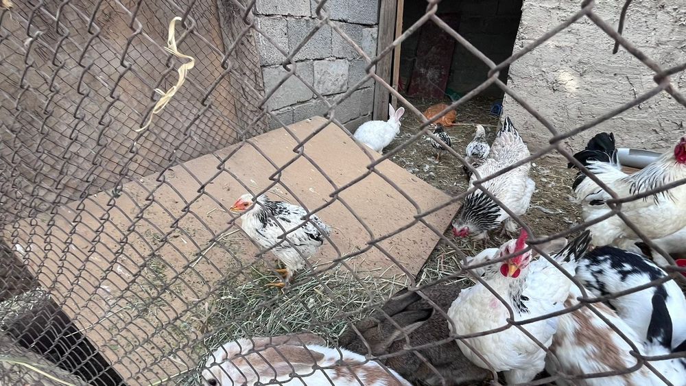 Адлер Тауык сатылады