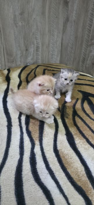 Шотландские вислоухие.