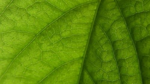 Репетитор биологии